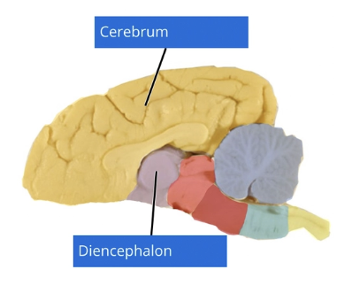 <ul><li><p><u>Forebrain aka. prosencephalon = </u></p><ol><li><p><strong>Telencephalon</strong> = Cerebral hemispheres</p></li><li><p><strong>Diencephalon</strong> =</p><ol><li><p>Epithalamus</p></li><li><p>Hypothalamus</p></li><li><p>Subthalamus</p></li><li><p>Thalamus</p></li></ol></li></ol></li><li><p><u>Consists of:</u></p><ul><li><p><strong>Grey matter</strong> located in the superficial cortex AND deeper structures (eg. hippocampi, basal and septal nuclei)</p></li><li><p><strong>White matter</strong> located deeper within the forebrain to link different parts of the brain together (+ brain to spinal cord)</p></li></ul></li></ul><img src="https://assets.knowt.com/user-attachments/59797223-1b6c-4c5e-922a-3ce5eb20dd00.png" data-width="75%" data-align="center"><p></p>