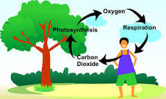 <p>Involves processes like photosynthesis, respiration, decomposition, and combustion.</p>