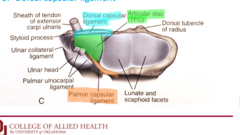<p>1.Triangular fibrocartilage disc (TFC)</p><p>2.Palmar capsular ligament</p><p>3.Dorsal capsular ligament</p>