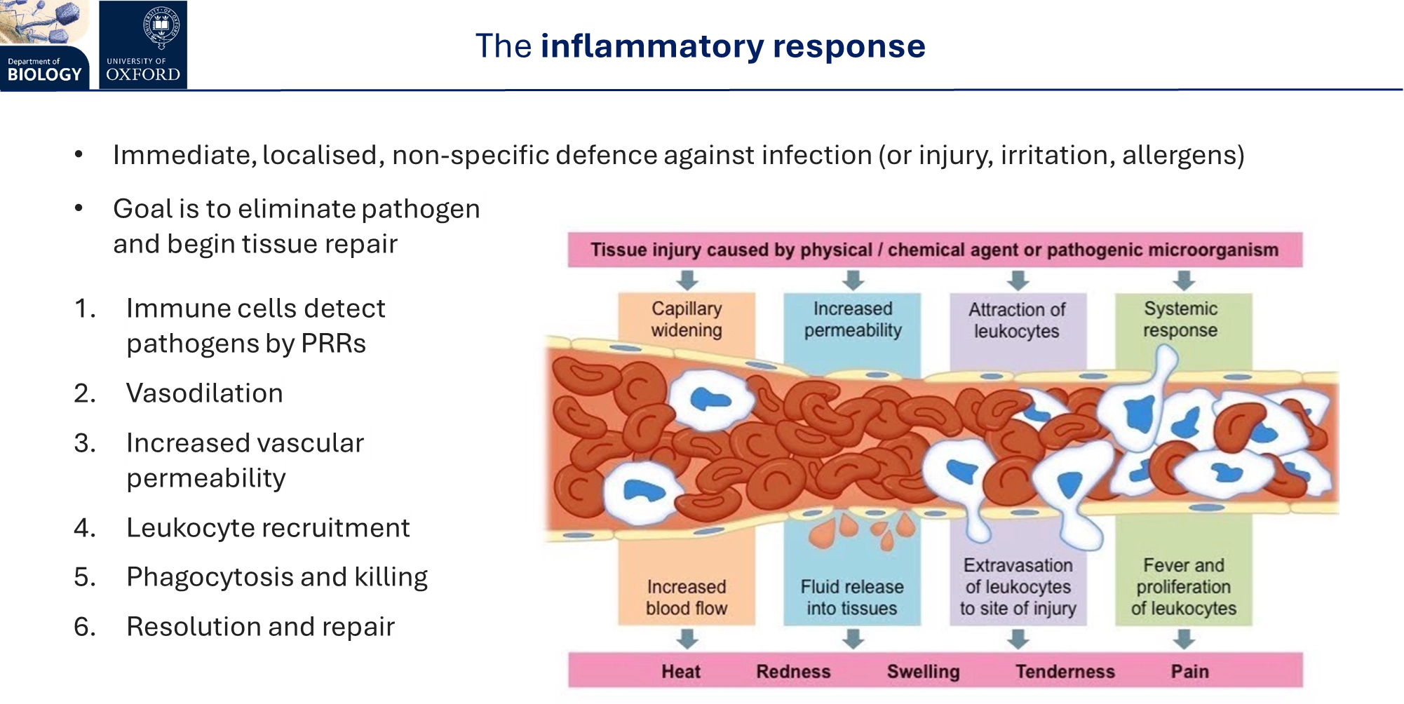 <p>following activation by PAMPs and DAMPs, the innate immune cells release inflammatory mediators: </p><ul><li><p><strong>cytokine </strong>and <strong>chemokine</strong> release by innate cells eg. macrophages</p></li><li><p><strong>histamine </strong>release by <strong>mast </strong>cells</p></li><li><p><strong>complement </strong>release</p></li></ul><p></p><p>this triggers the inflammatory response, an immediate, localised, non-specific defence:</p><ul><li><p>vasodilation (leads to heat)</p></li></ul><ul><li><p>increased vascular permeability (leads to redness + swelling)</p></li><li><p>WBC recruitment</p></li><li><p>phagocytosis</p></li><li><p>resolution + repair</p></li></ul><p></p>