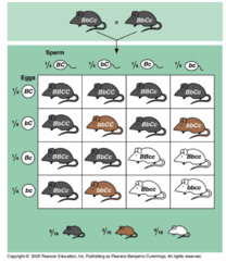 <p>genes at one locus interact with genes at another locus by masking or suppressing their expression</p>