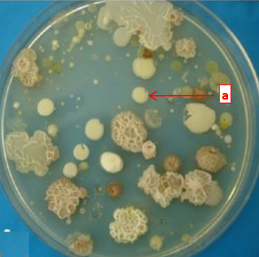 <p>This colony of bacteria is the result of ______ reproduction of 1 original bacterium inoculated onto the plate.</p>