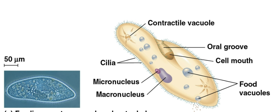 <p>Ciliate</p>