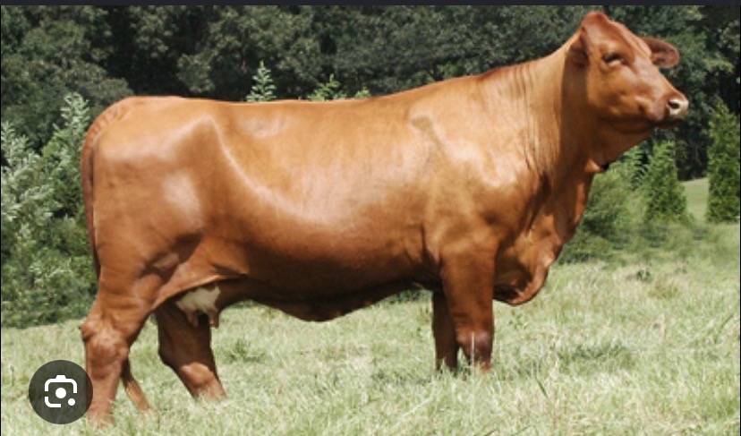 <p>Breed?</p>