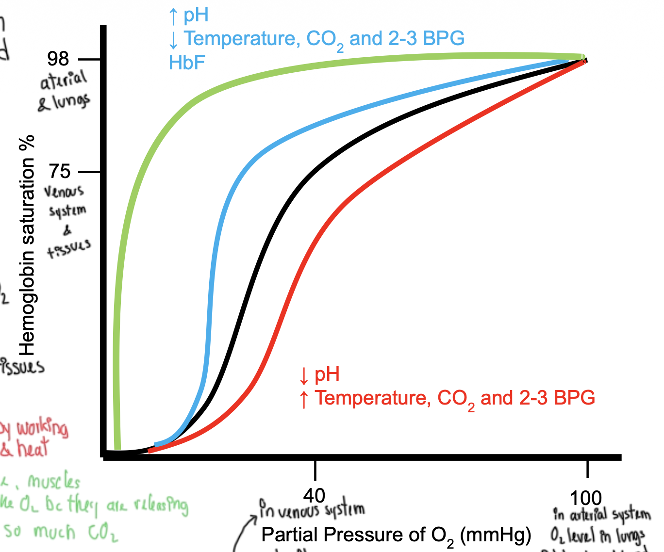 <ol><li><p>4 subunits with Fe in the middle, 2 a and 2 b subunits. The b subunits exhibit cooperativity </p></li><li><p>Its curve is an s shape. The curve will shift left (or decrease its affinity to oxygen, in other words be more willing to let to go) with things associated with a working muscle like increased CO2 (and remember CO2 —> HCO3 —> H+ soooo) decreased pH, increased temp and increase 2,3-BPG. The curve will shift right (or increase its affinity to oxygen) with the opposite conditions (decreased CO2, increased pH, lower temperature, or decreased 2,3-BPG)<br>*NOTE: 2,3 BPG lowers affinity for oxygen. It is only produce in RBCs from 1,2 BPG in glycolysis. It increases in chronic hypoxia.</p></li><li><p>Fetal HgB has 2 y subunits instead of 2 b subunits and it very tightly binds oxygen. Myoglobin doesn’t have b subunits so no cooperativity. It is VERY attached to oxygen (Think of it like "a backup for the muscles, holding onto oxygen until it's needed"). </p></li></ol><p></p>