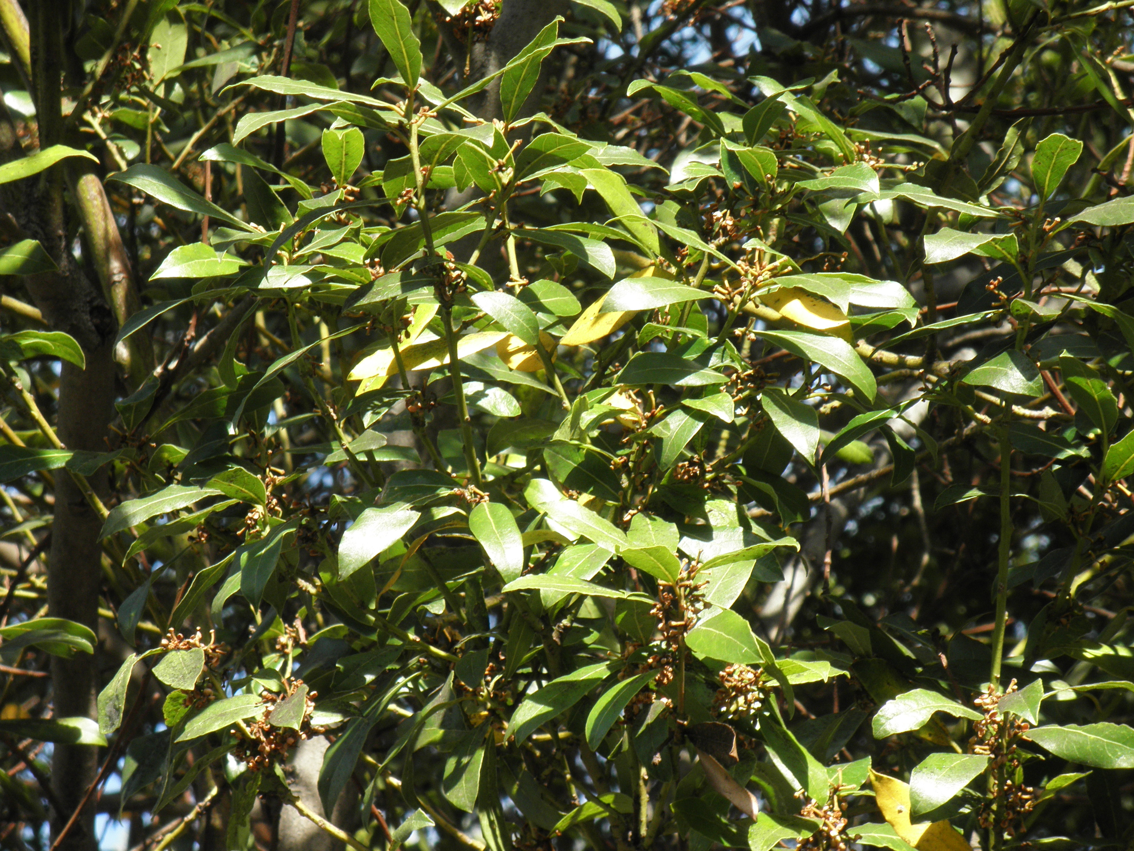 <p>Laurus nobilis - Sweet Bay</p>