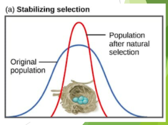 <p>natural selection that favours intermediate phenotypes and acts against extreme variants</p><p>ex. Robins usually lay 4 eggs. Smaller batches may result in no viable offspring. Larger batches may result in malnourished chicks. </p>