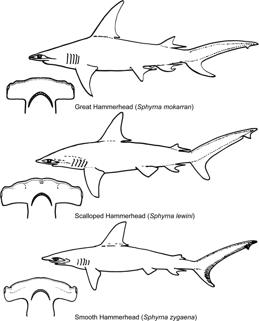 <p>What are defining features of Family Sphyrnidae?</p>