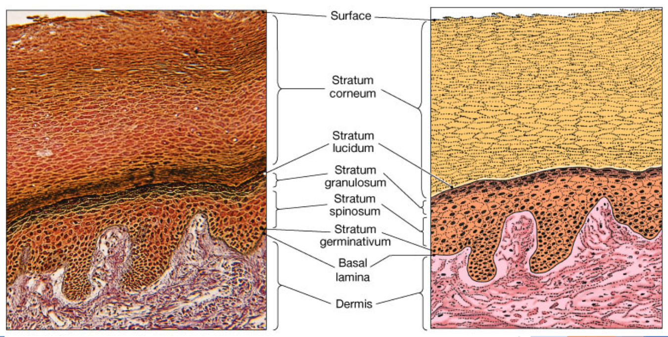 <p>Five layers (strata) found on palms of hands and soles of feet </p>
