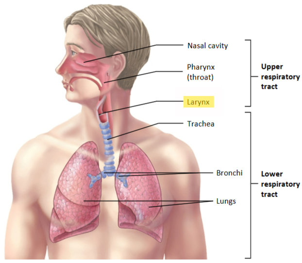 <p><span>What is the function of the </span><strong>Larynx?</strong></p>