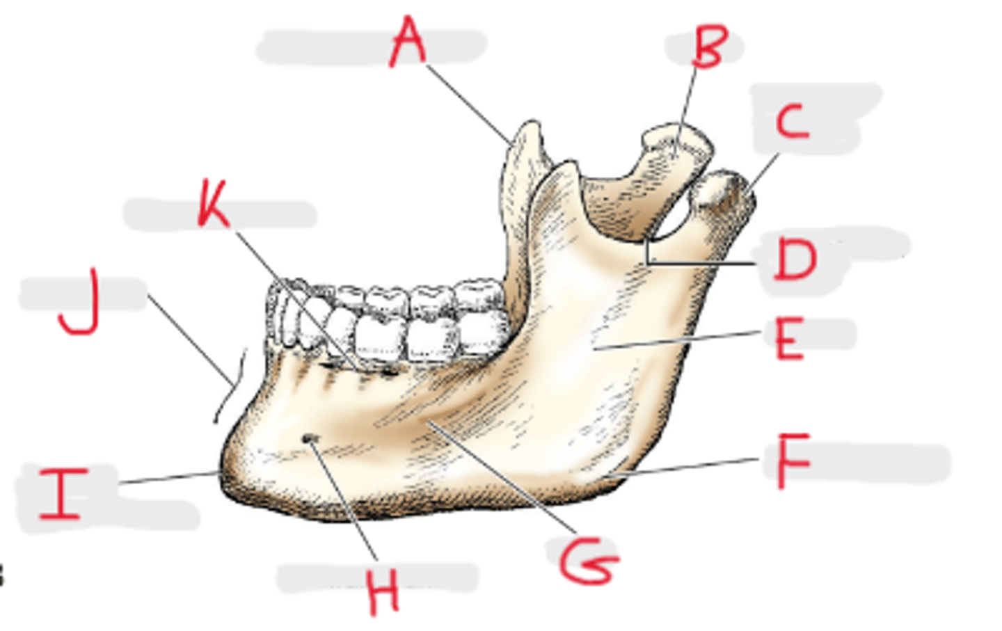 <p>K</p>