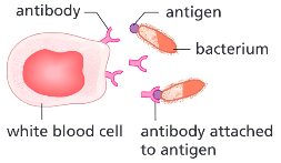 <p>How does antibody production defend the body against pathogens?</p>