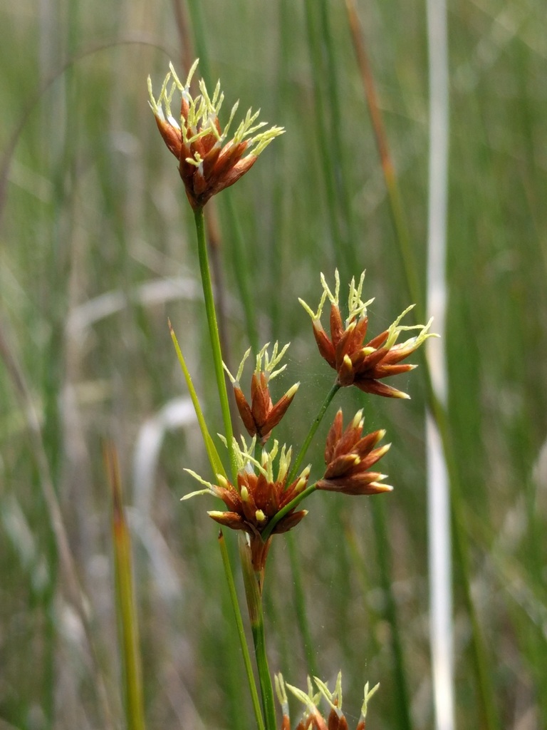 <p>twig rush</p>