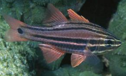 <p>FISHES (Class Actinopterygii)</p>