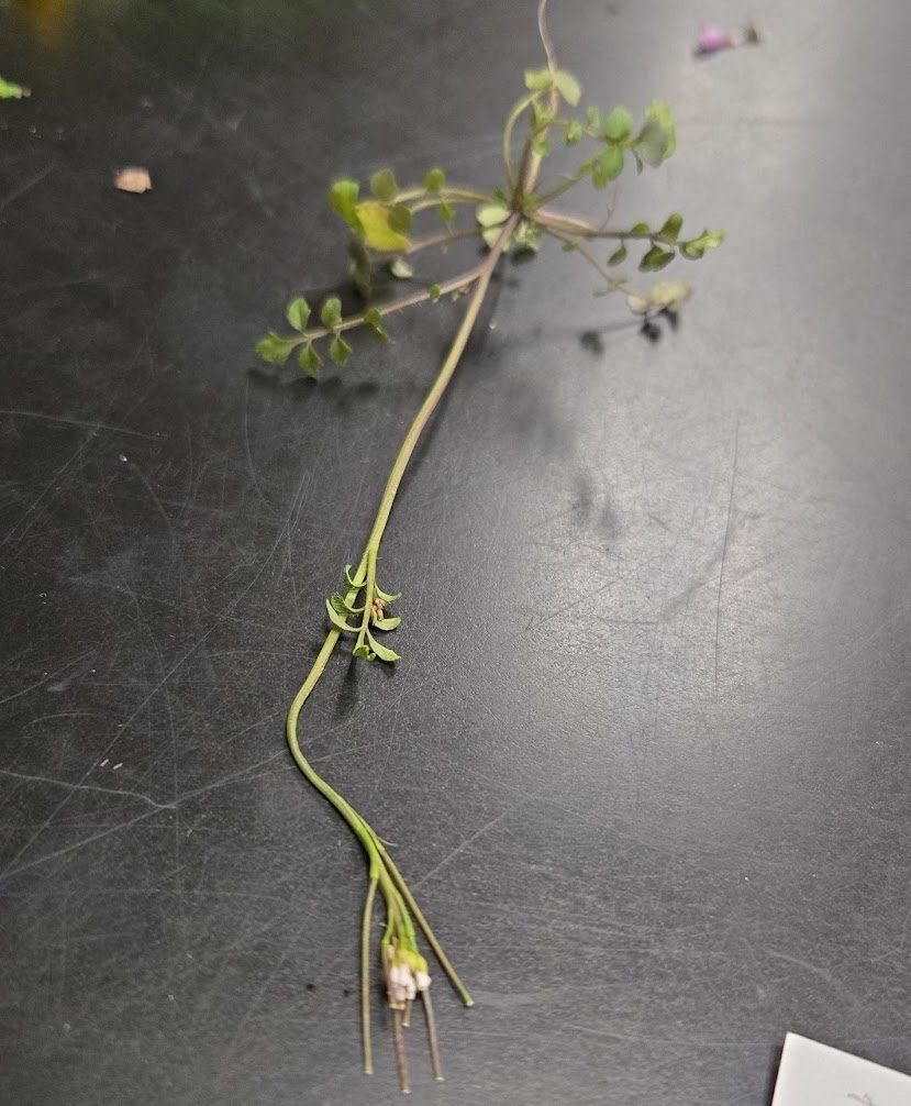 <p><strong>(<em>Cardamine parviflora</em>)</strong> – Slender mustard with tiny white flowers; wet soils, stream edges. <strong>Autotroph.</strong><br><strong>Uses:</strong> Edible peppery greens (less commonly used than other <em>Cardamine</em>).</p>