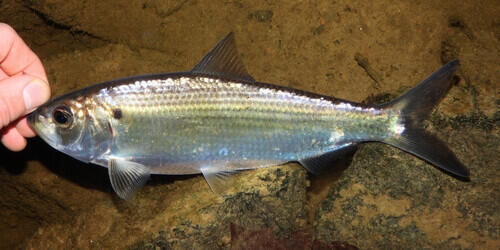 <p><span style="background-color: transparent;">herring (lighter stomach lining INSIDE BODY compared to blue); more often; sharp saw-life ridges ventral sided </span></p><p><span style="background-color: transparent;">wife is light</span></p><p></p>