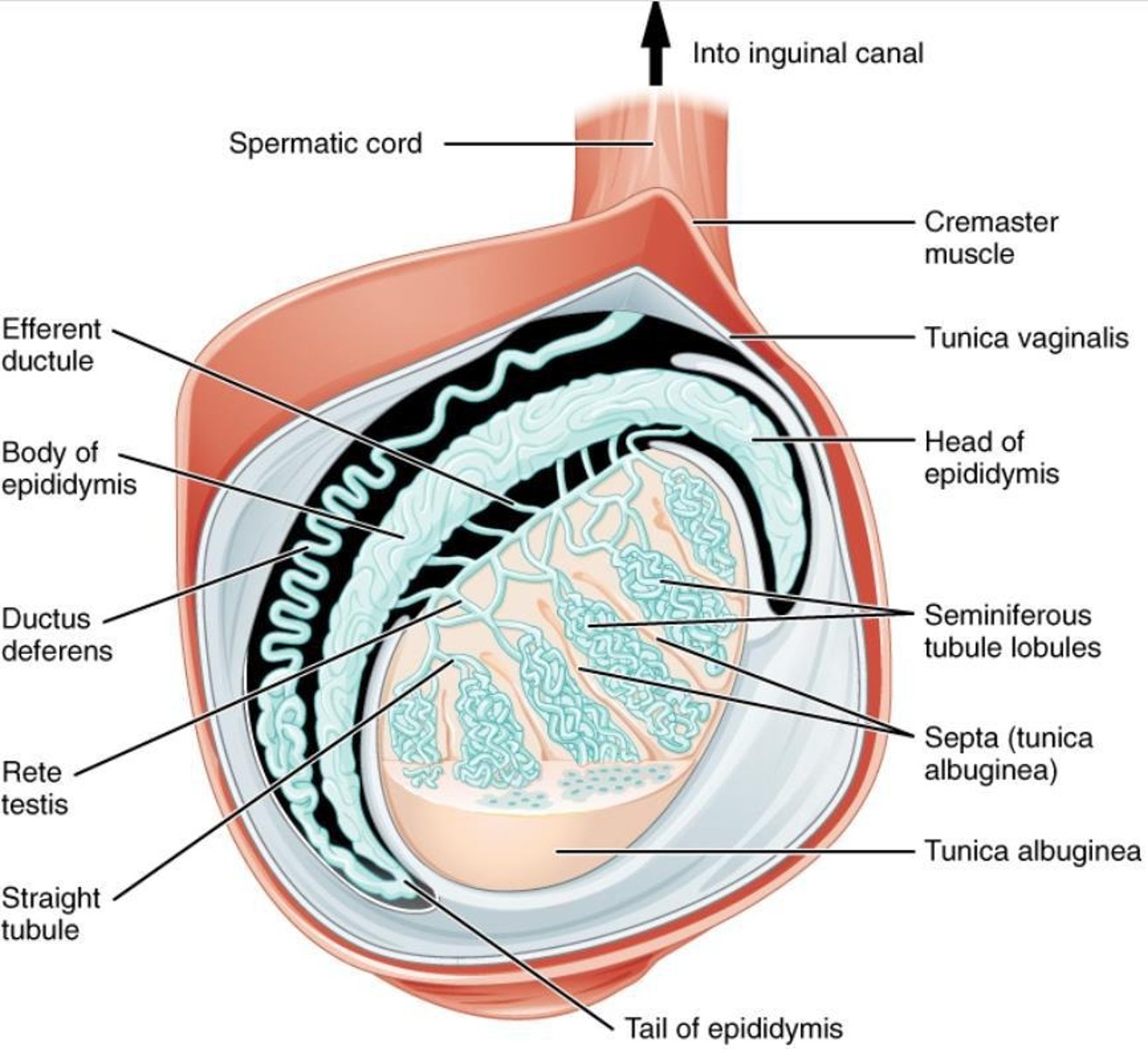 <p>Leydig cells produce testosterone, which promotes the formation of male sexual organs and the development of secondary sexual characteristics.</p>