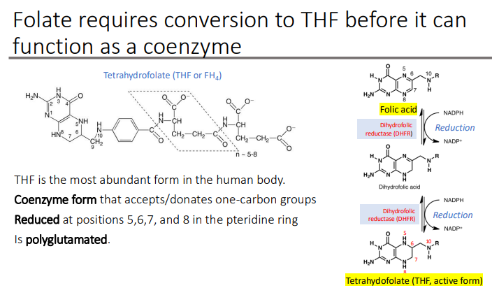 <p>polyglutamated</p><p>Dihydrofolic reductase</p>