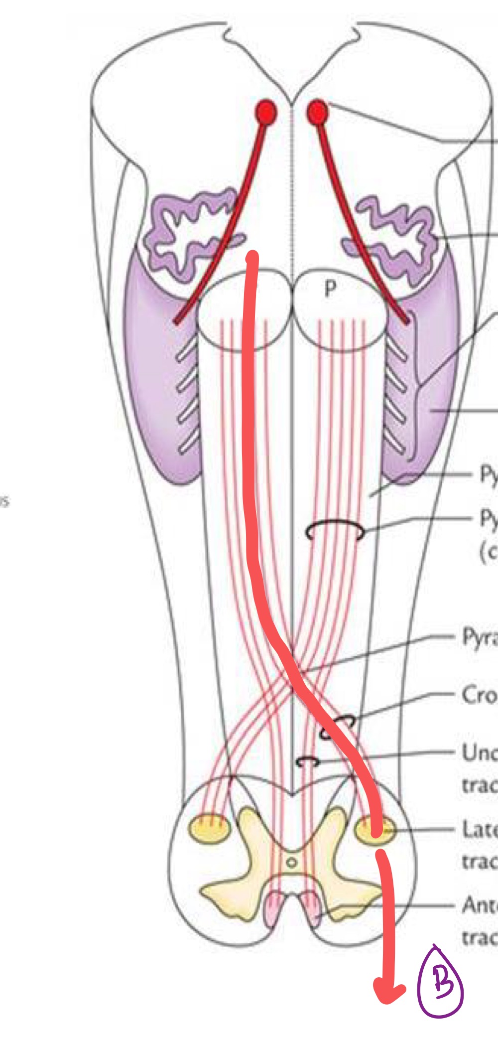 <p>What Medulla structure does B represent? </p>