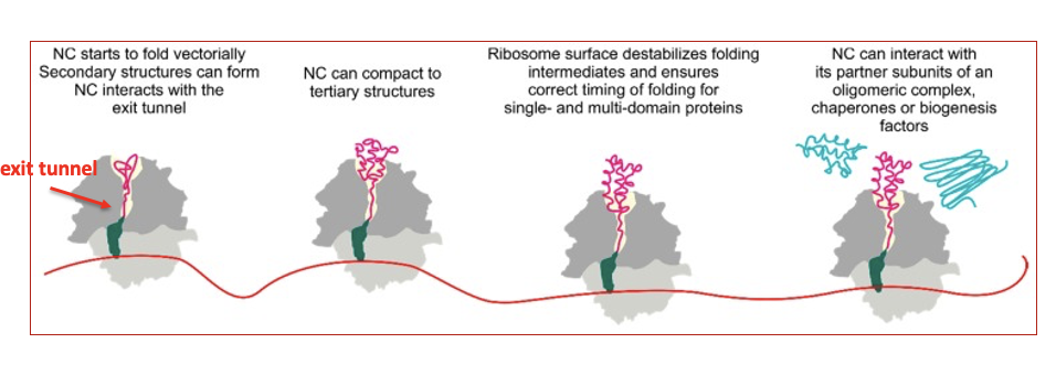 <p><span>The average rate of protein synthesis is ~20 amino acids/s in&nbsp;<em>E. coli</em>&nbsp;and ~6 amino acids/s in eukaryotic cells. </span></p><ul><li><p><span>In comparison, experimentally measured rates of spontaneous folding of single-domain globular proteins range from microseconds to hours.&nbsp;</span></p></li></ul><p></p>
