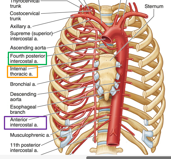 <p>Musculophrenic artery.</p>