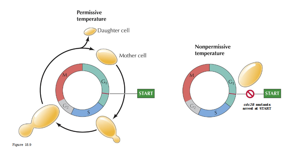 <p>Temperature sensitive mutats defective in cell cycle progression</p><p>Cdc28 mutatns arrest at START</p>