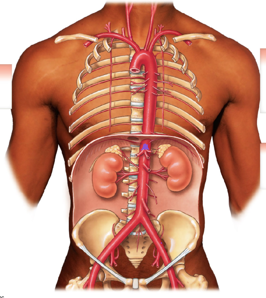 <p>diagram </p>