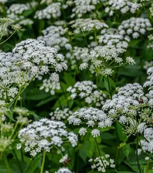 <p>Aegopodium podagraria&nbsp;</p><p class="has-focus"></p><p class="has-focus">Ground elder</p><p>Often seen as a troublesome weed, ground elder spreads quickly to form a mass of shallow roots and a carpet of leaves. While it may need controlling in some parts of the garden, it will attract wildlife if left in less cultivated areas.</p>
