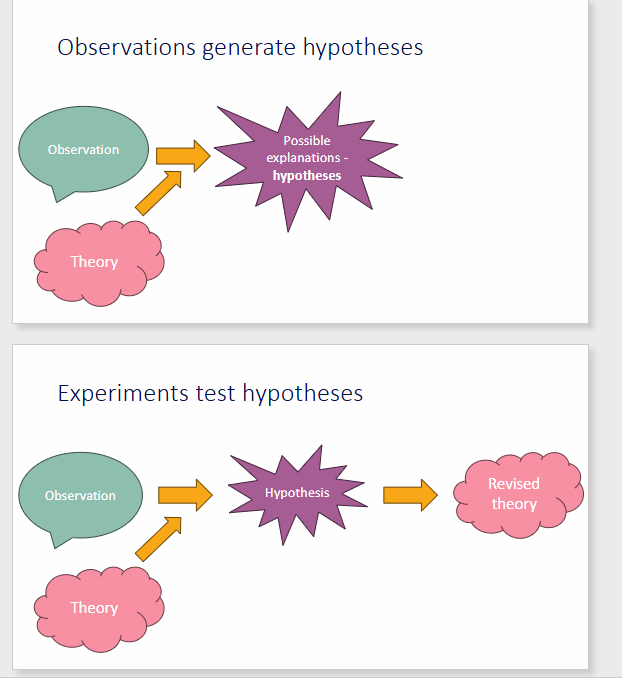 <p>1. Observations and existing theory suggest possible explanations: hypotheses.</p><p>2. Experiments test those hypotheses.</p><p>3. The resulting observations determine whether theory is retained, revised or improved.</p>