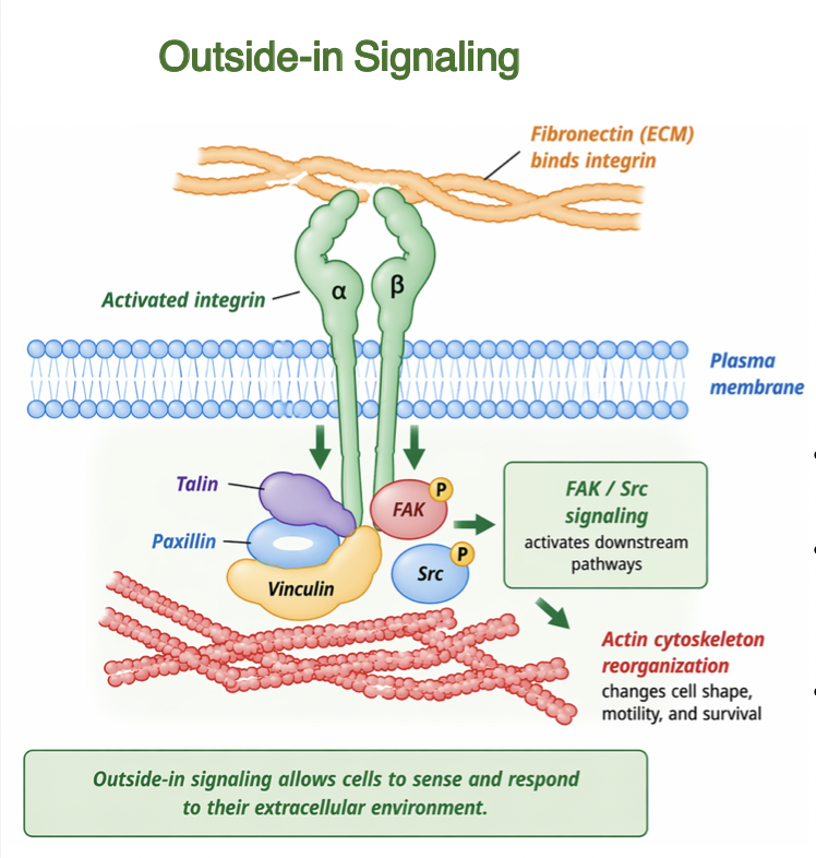 <p>Binding of ECM ligands activates integrins </p><ul><li><p>induces conformational changes in cytoplasmic domains </p><ul><li><p>recruits adapter proteins (<span style="color: rgb(201, 136, 255);"><strong><em><u>talin</u></em></strong></span>, <span style="color: rgb(125, 186, 253);"><strong><em><u>paxillin</u></em></strong></span>, <span style="color: rgb(255, 196, 65);"><strong><em><u>vinculin</u></em></strong></span>) </p></li></ul></li><li><p>activates signaling pathways <span style="color: rgb(255, 115, 115);">FAK</span>, <span style="color: rgb(87, 211, 255);">Src</span>, and ILK </p></li><li><p>regulates cytoskeletal organization and cell behavior </p></li><li><p>links ECM properties to intracellular responses </p></li></ul><p></p>