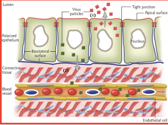 <p><span style="background-color: transparent;"><strong>a medical condition where <u>viruses</u> enter the <u>bloodstream</u>.&nbsp;Active viremia refers to the capability of the virus to replicate in blood</strong></span></p>