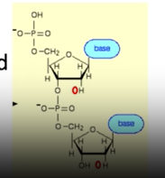 <ul><li><p><span>RNA more active. Due to extra oxygen/ hydroxyl group. And oxygen is very reactive</span></p></li><li><p><span>FOR EXAMPLE Ribozyme born from RNA folding around other RNA molecules</span></p></li></ul><p></p>