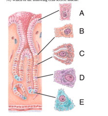 <p>B</p>
