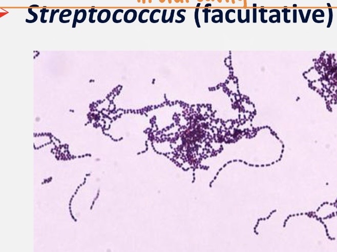 <p>gram positive, cocci, facultative aerobe. Most abundant group in oral cavity. There are some streptococci that are strict anaerobes</p>
