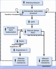 <p>notice that AT II only causes vasoconstriction of efferent arteriole, not afferent arteriole. the afferent arteriole can compensate via other mechanisms so that the decreased arterial pressure doesnt impact on GFR</p>