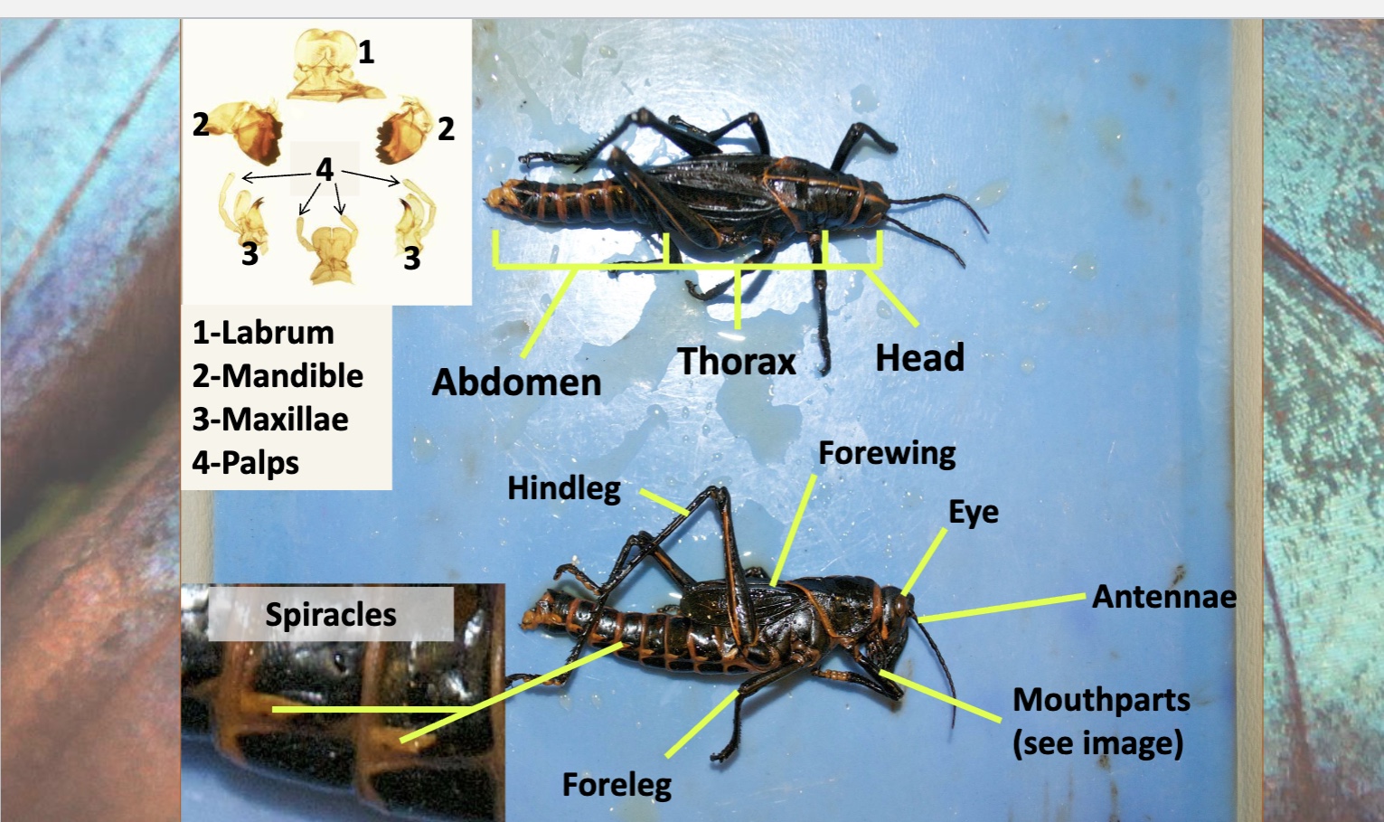knowt flashcard image