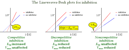 <p>look at notes bae</p><ol><li><p>allosteric enzymes have multiple activaiton sytes</p></li><li><p>the enzyme can exist in 2 states = t state and r state</p></li><li><p>concentrated modle show s that all subunits or activesites must be in teh same states (T state or R state)</p><ol><li><p>note the R state is more favorable to binding while the t state is more stable - you can inhibit enzymes by forcing binding into the t state to make it more stable</p><img src="https://preview.redd.it/a-chart-i-memorized-for-the-different-types-of-inhibitors-v0-msvpxi22ymc51.jpg?auto=webp&amp;s=2b54d3a1854ee8cc6e8d7eaa3837c60f4718c2a4" data-width="100%" data-align="center" alt="A chart I memorized for the different types of inhibitors : r/Mcat"></li></ol></li></ol><p></p>