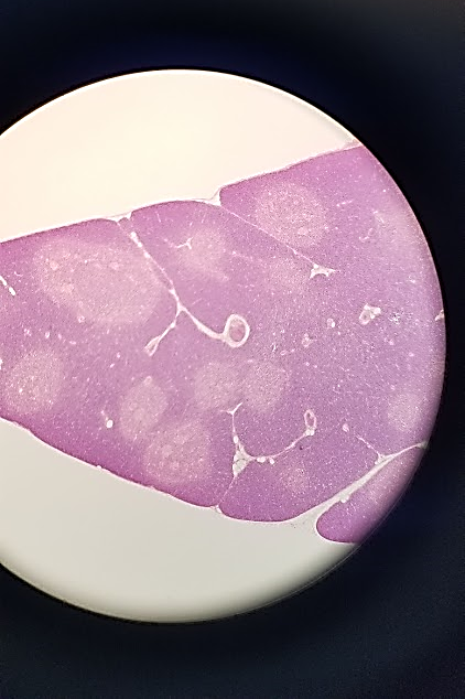 <p>what is this a sample of?</p>