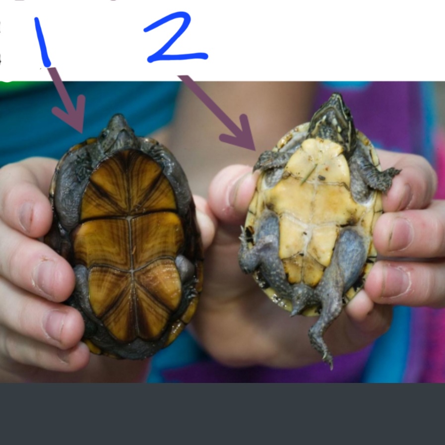 <p>name this animal (1)</p>