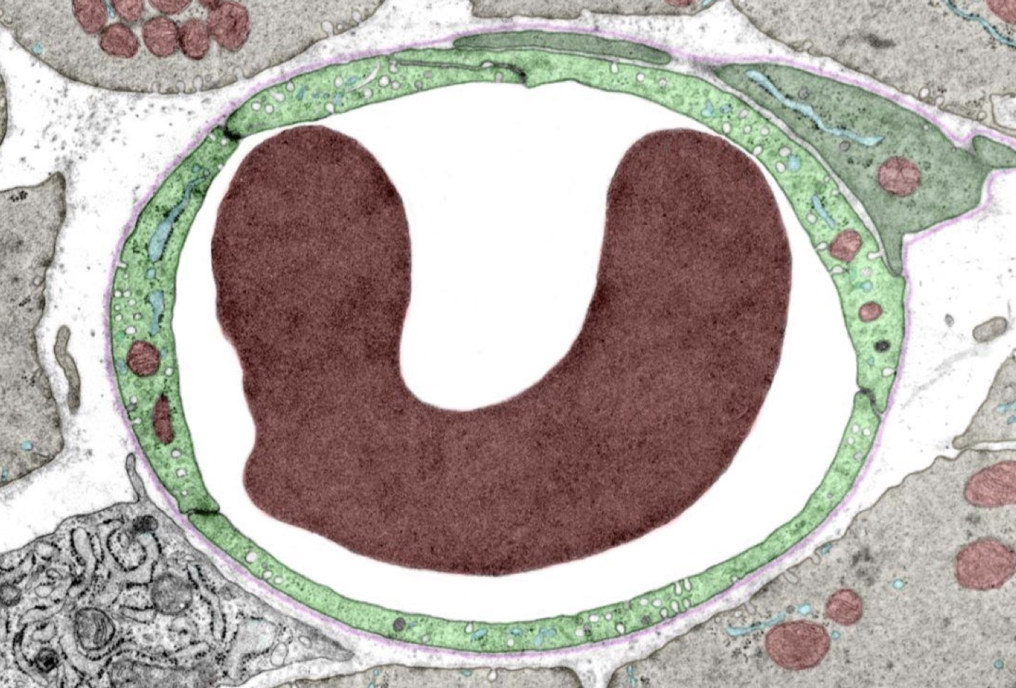 <p>Identify the Structure(s) </p>