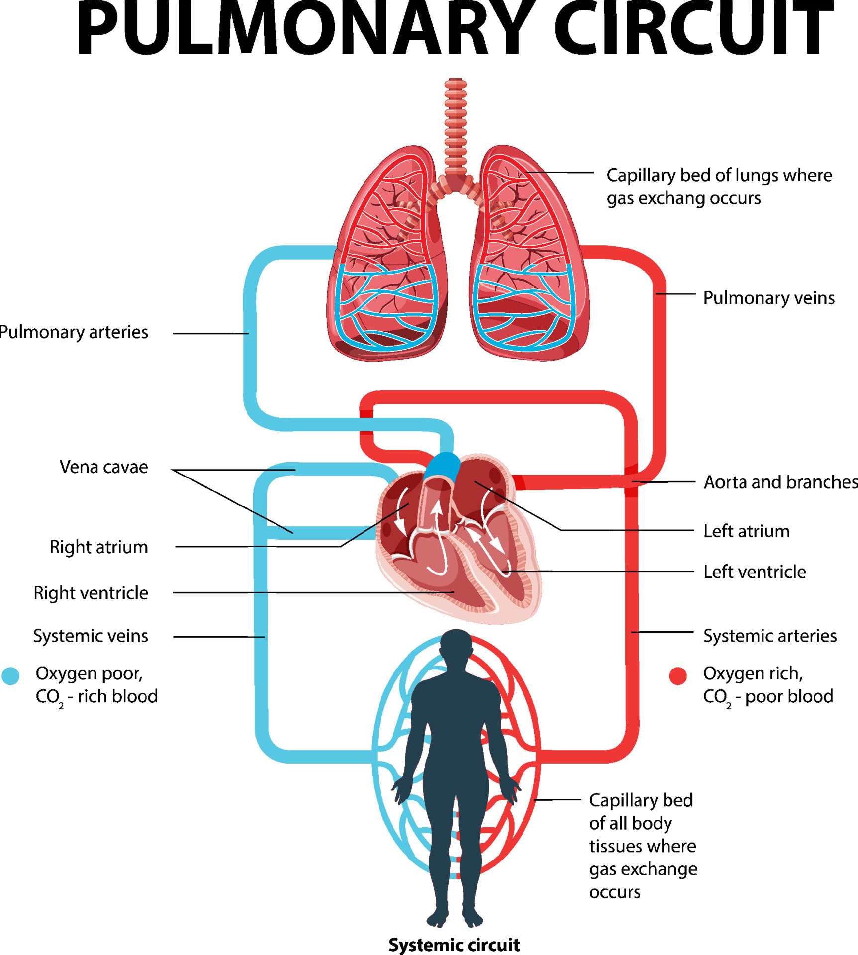 <p>Supplies blood to every organ in the body, including parts of the lungs and walls of the heart</p><p>Left side of the heart supplies this circuit</p><p>Blood leaves by large artery known as the aorta - the aorta is like an inverted U (aortic arch) and passes downward posterior to the heart </p><p>The arch gives off arteries that supply the head, neck, and upper limbs, then travels through thoracic and abdominal cavities and issues smaller arteries to the other smaller organs, before branching into lower limbs </p><p>After circulating the whole body, the deoxygenated blood systemic blood returns to the right side of the heart by two veins the superior vena cava (draining of upper body) and inferior vena cava (draining everything below the diaphram) </p><p></p>