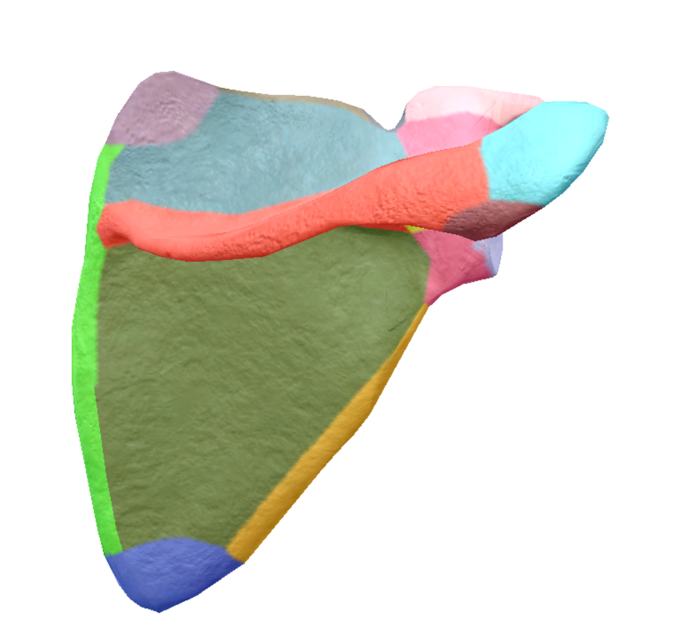 <p>green, posterior side</p>