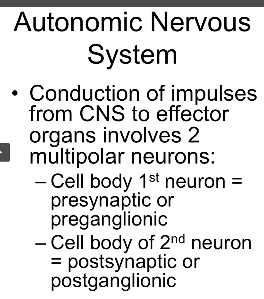 <p>The presynaptic neuron is always located in the spinal cord</p><p>The postganglionic neuron is always located outside the spinal cord</p><p>stopped at 21:34</p>