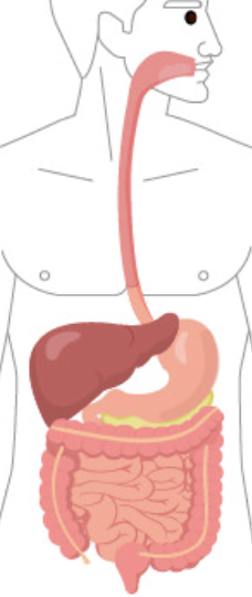 <p>breaks down food into nutrients like carbohydrates, fats, and proteins</p>