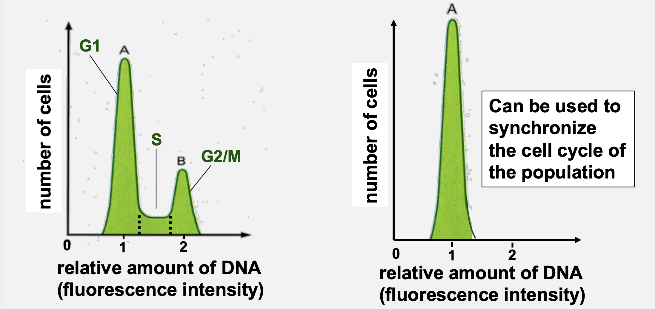 <p>How does flow cytometry distinguish cell cycle phases?</p>
