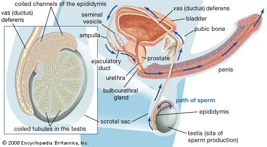<ul><li><p>Seminiferous tubules</p></li><li><p>Epididymis (maturation and storage)</p></li><li><p>Vas deferens (muscular tube carrying sperm up)</p></li><li><p>Ejaculatory duct</p></li><li><p>Urethra</p></li><li><p>Exits through Penis </p></li></ul><p></p><p>Remembered through the Mnemonic: SEVEN UP</p><p></p>