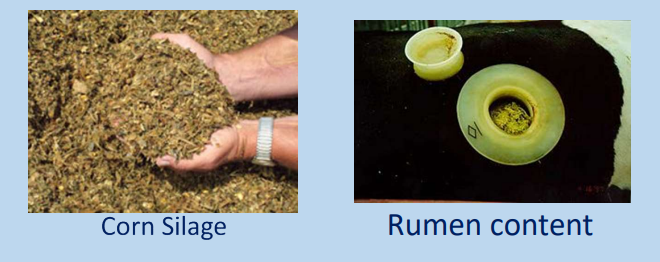 <p><strong><u>Loss During Drying </u></strong></p><ul><li><p>Most feeds <strong>are not high in</strong><span style="color: red;"><strong> volatile compounds</strong></span>. The exception is _____ feeds such as <strong>silage </strong>and <strong>high moisture corn </strong></p></li></ul><p></p>