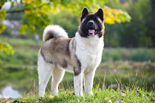 <p>What dog breed is this and what group are they in? HINT: Hip Dysplasia</p>