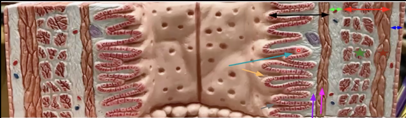 <p>What organ is this? Identify. Function of teal and blue</p>