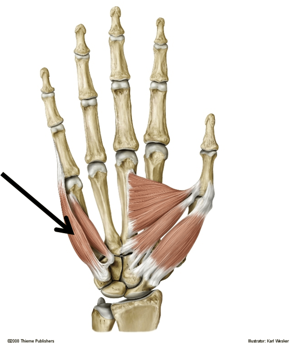 <p>Ulnar side of base of proximal phalanx of little finger</p>